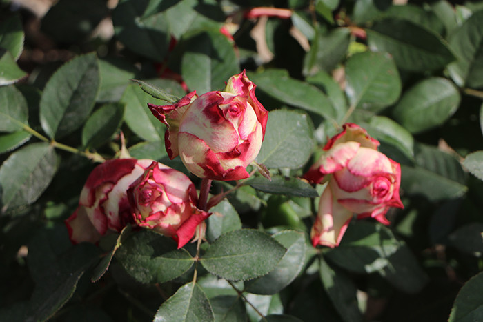 Verim neredeyse yarı yarıya düştü Verim neredeyse yarı yarıya düştü