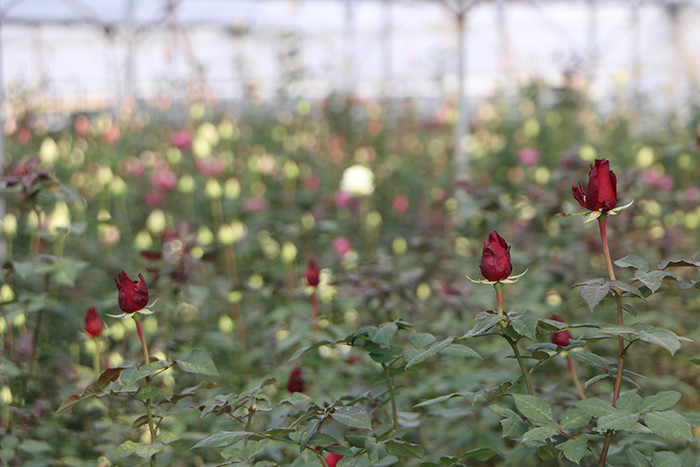 Verim neredeyse yarı yarıya düştü Verim neredeyse yarı yarıya düştü