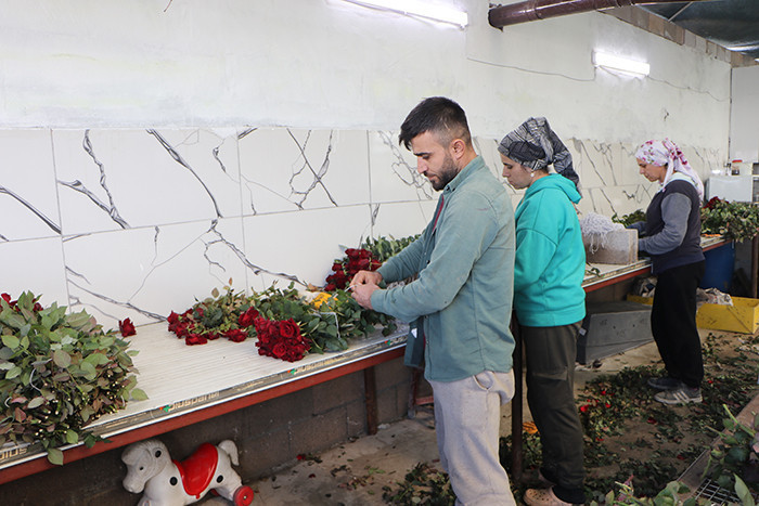 Verim neredeyse yarı yarıya düştü Verim neredeyse yarı yarıya düştü