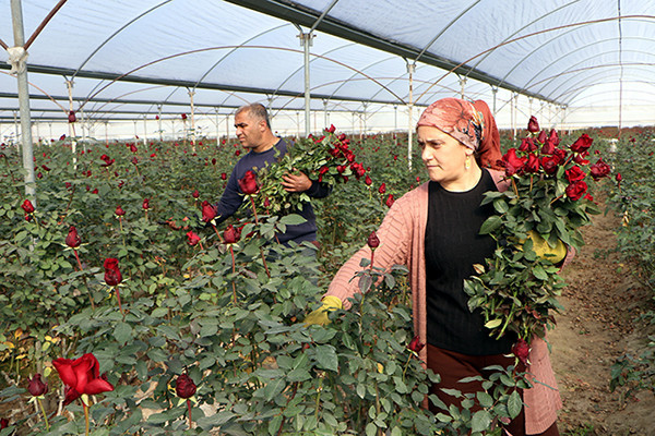 Verim neredeyse yarı yarıya düştü Verim neredeyse yarı yarıya düştü