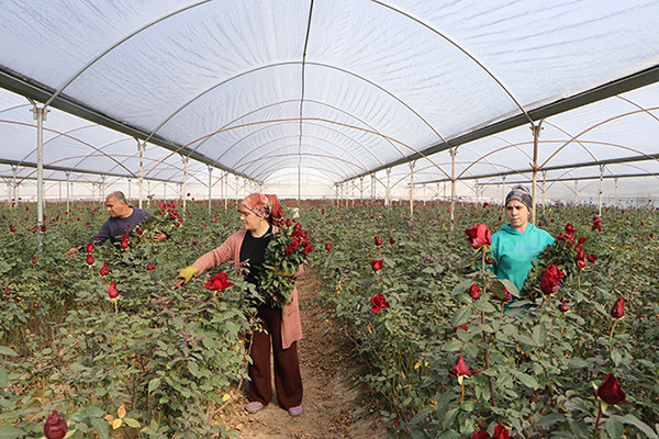 Verim neredeyse yarı yarıya düştü Verim neredeyse yarı yarıya düştü