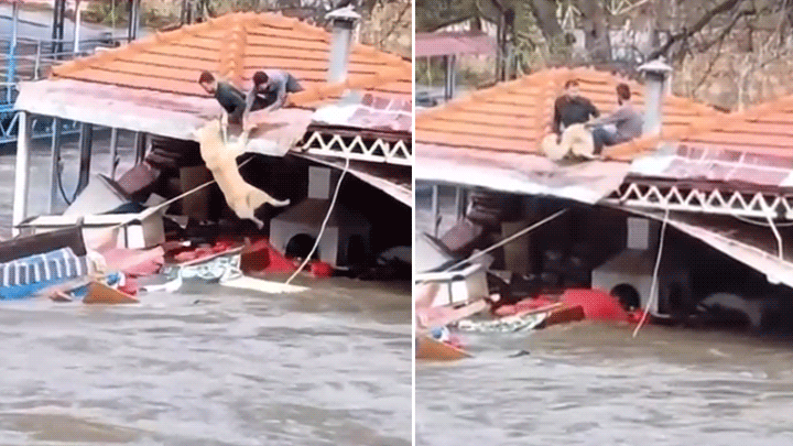 Antalya'da kuvvetli yağış | Riskli alandaki vatandaşlar tahliye edildi, barınakta mahsur kalan köpekler kurtarıldı