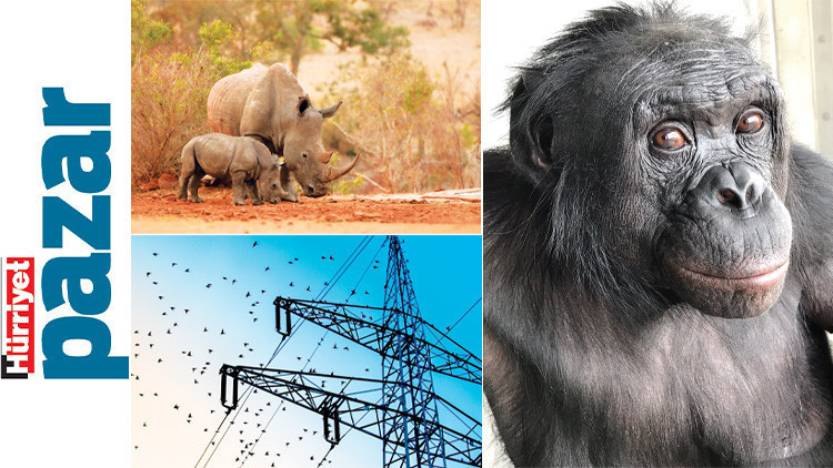 Tehditlerle mücadele ve yeni keşifler