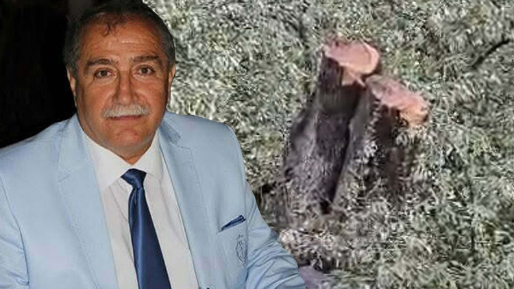 Milas'taki zeytin ağacı kesimine ilişkin soruşturma sonrası CHP ilçe başkanı istifa etti