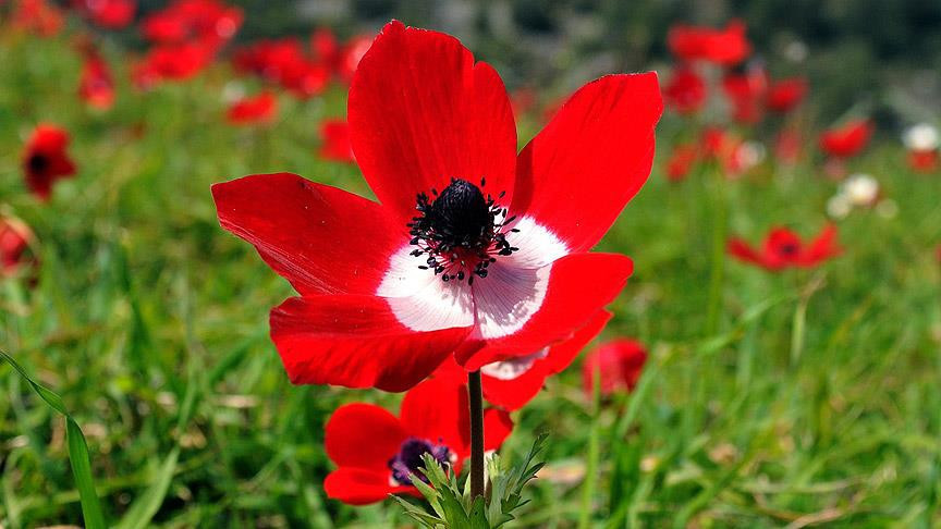 CEMRE DÜŞME TAKVİMİ 2026 -TARİHİ VE SIRALAMALARI ŞUBAT - MART AYI | İlk cemre düştü mü, hangi gün düşecek Cemre havaya ne zaman düşecek 1. cemre düştü mü, hangi tarihte düşecek Havalar ne zaman ısınacak Bahar müjdecisi cemrelerin havaya, suya, toprağa düşme tarihleri 2026