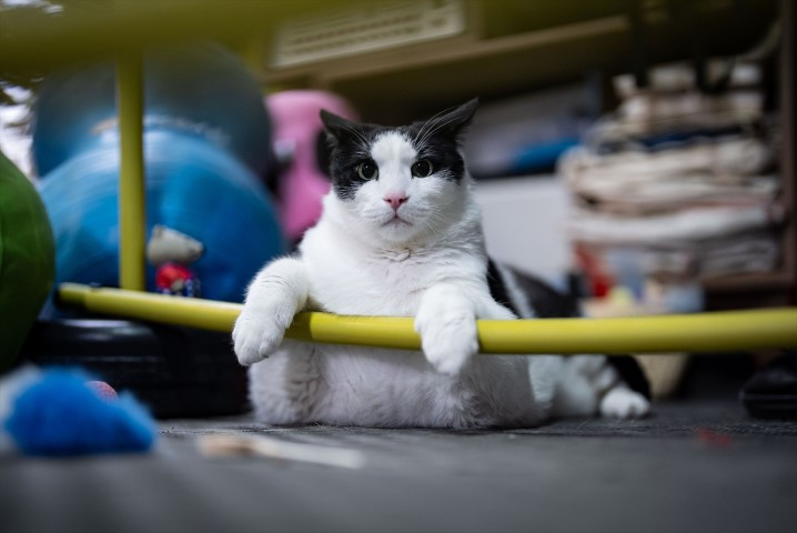 Diyet ve pilatesle zayıflatmaya çalışıyorlar Diyet ve pilatesle zayıflatmaya çalışıyorlar