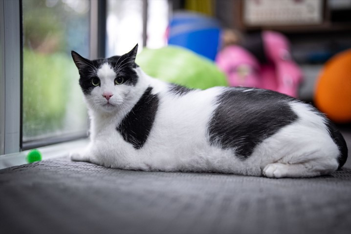 Diyet ve pilatesle zayıflatmaya çalışıyorlar Diyet ve pilatesle zayıflatmaya çalışıyorlar