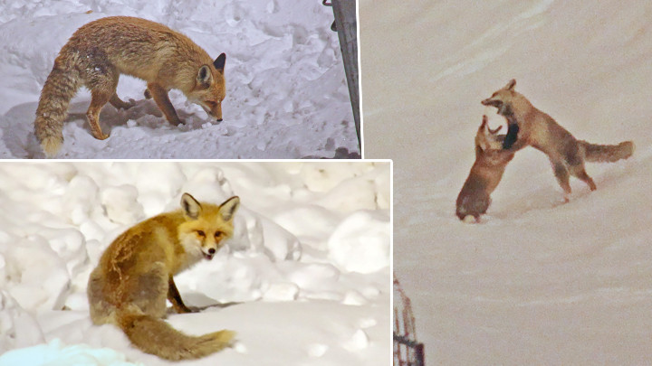 Yiyecek bulmakta zorlanan tilkiler kent merkezine indi
