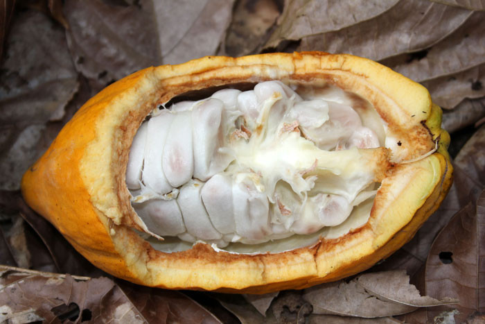 Resmen ispatlandı: Bitter çikolata yaşlanmayı yavaşlatıyor!