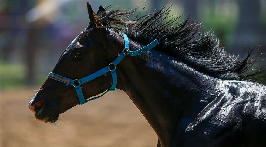 TİGEM’den 'yarış atları kayıp' iddialarına açıklama