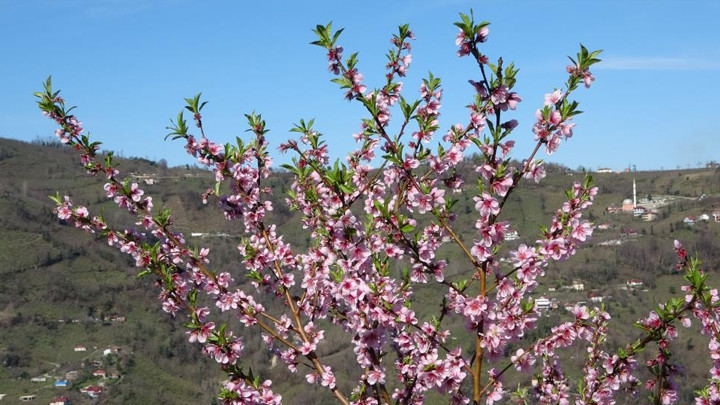 Ordu'da yalancı bahar: Meyve ağaçları çiçek açtı