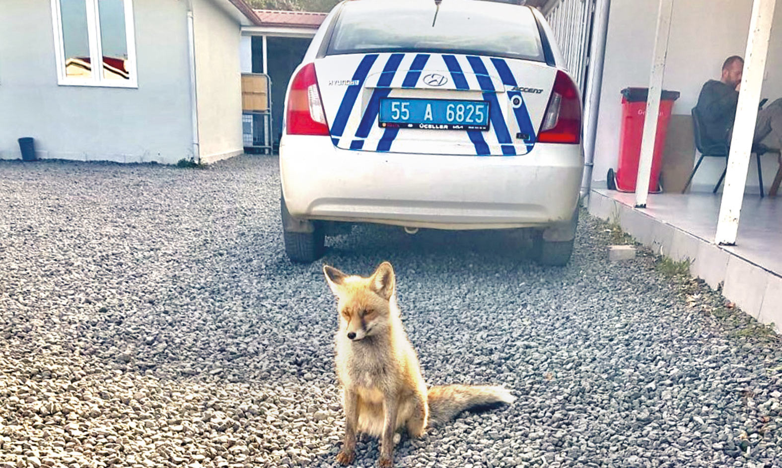 Yavru tilki polislerle dost oldu... Poligonun ‘Barut’u