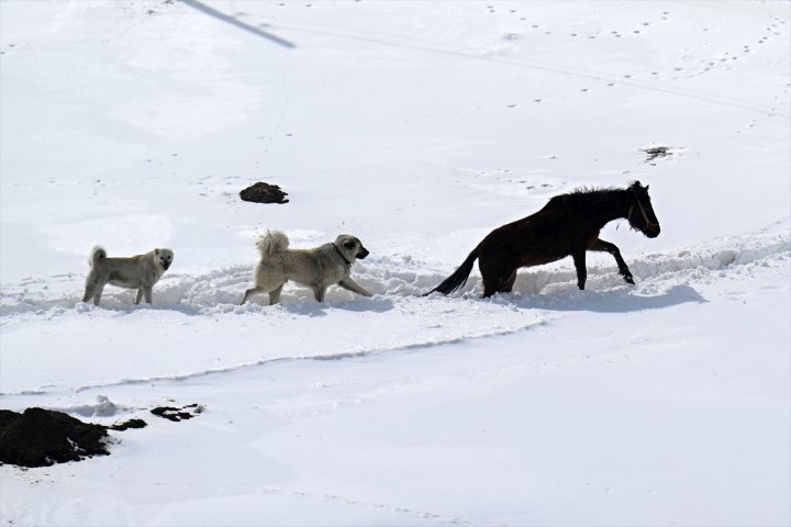 Bu ilçeye ulaşmak için kar koridorunu geçiyorlar Bu ilçeye ulaşmak için kar koridorunu geçiyorlar