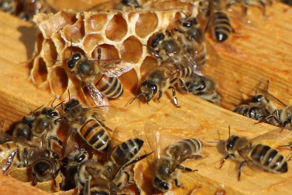  Kazananı arılar belirleyecek Seçim sonuçlarını eylül ayında göreceğiz