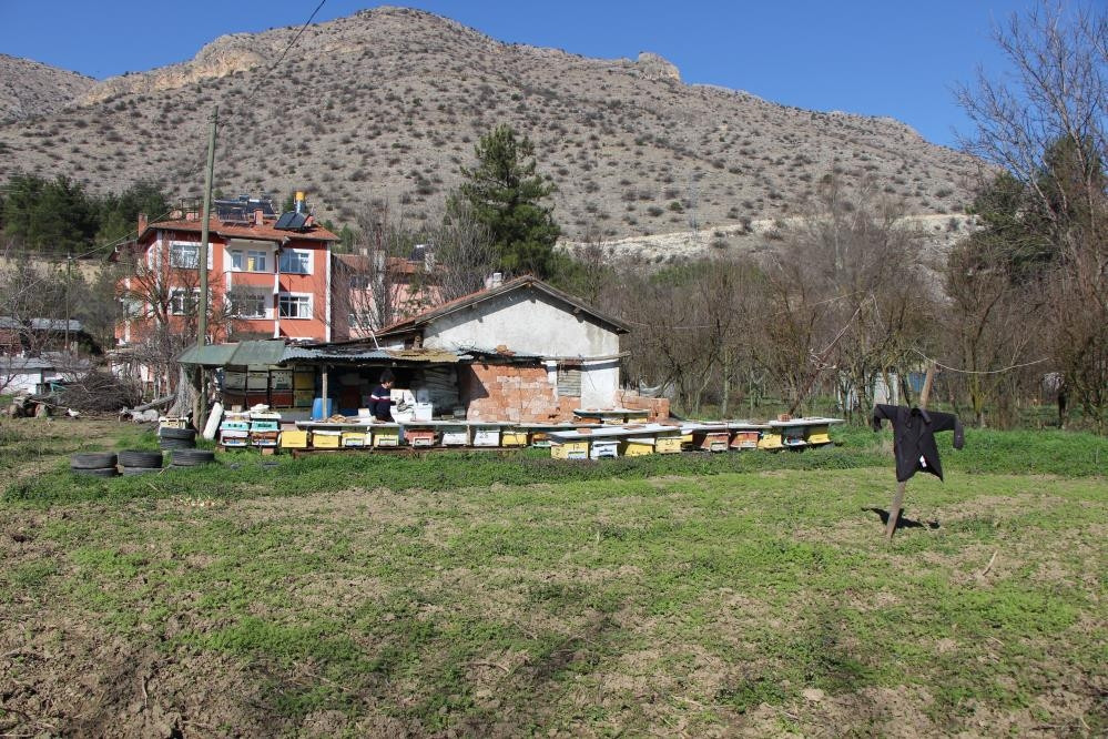 Kazananı arılar belirleyecek Seçim sonuçlarını eylül ayında göreceğiz