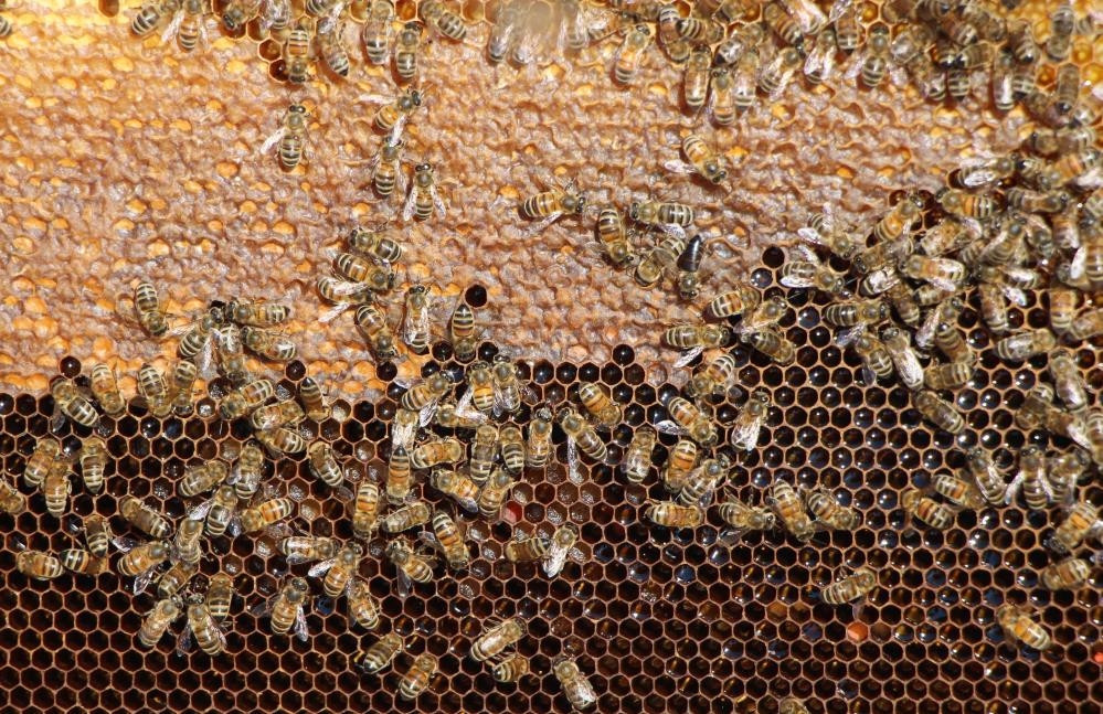  Kazananı arılar belirleyecek Seçim sonuçlarını eylül ayında göreceğiz