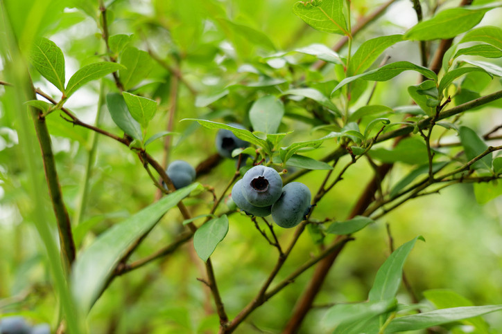 Gizli bir süper güç: Sağlığa faydası saymakla bitmiyor Günde sadece 200 gram tüketilmeli…