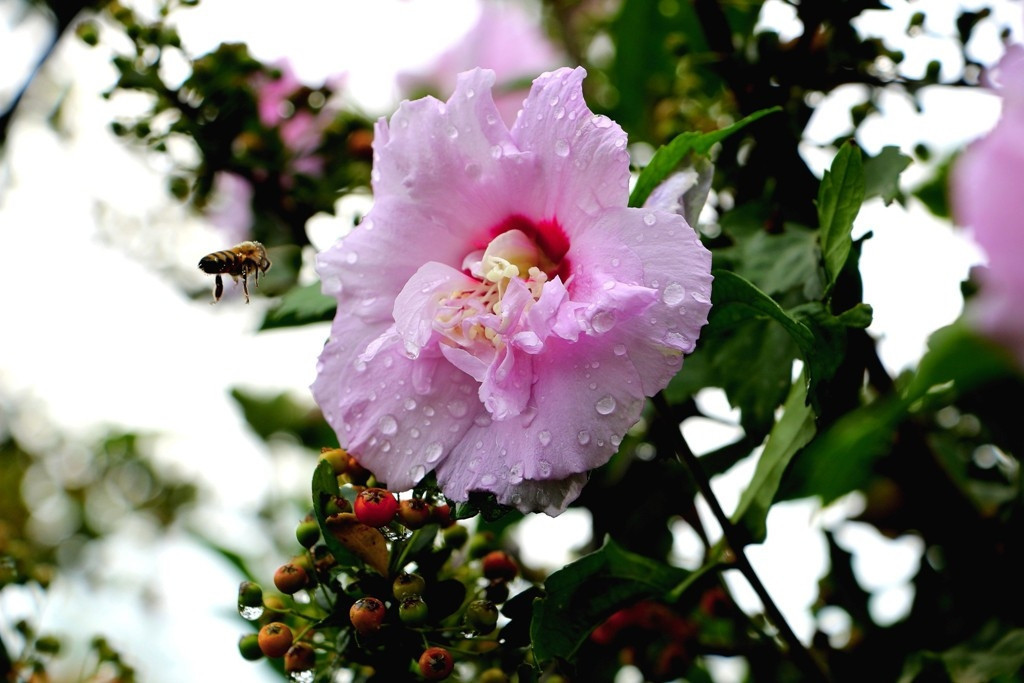 2. CEMRE NE ZAMAN DÜŞECEK