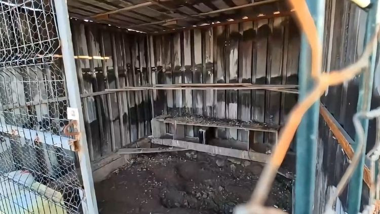 Osmaniye’de bahçeye giren hırsız güvercinleri çaldı, o anlar kameraya böyle yansıdı