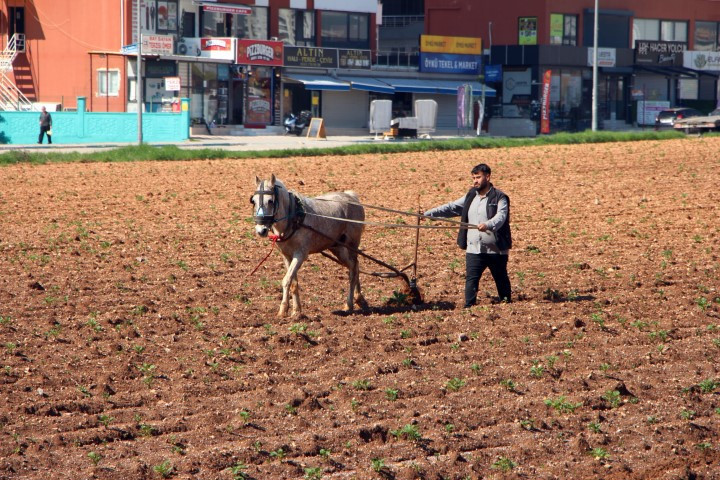 Çiftçilerin kullandığı eski yöntem tepkilere neden oldu