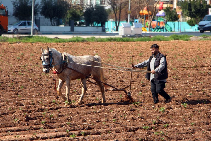 Çiftçilerin kullandığı eski yöntem tepkilere neden oldu