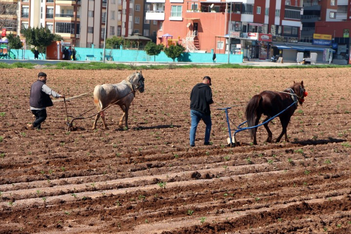 Çiftçilerin kullandığı eski yöntem tepkilere neden oldu