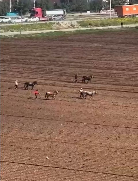 Çiftçilerin kullandığı eski yöntem tepkilere neden oldu