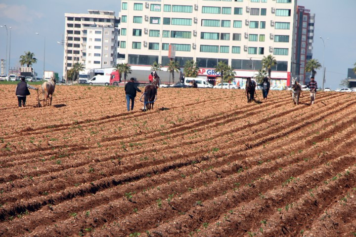 Çiftçilerin kullandığı eski yöntem tepkilere neden oldu