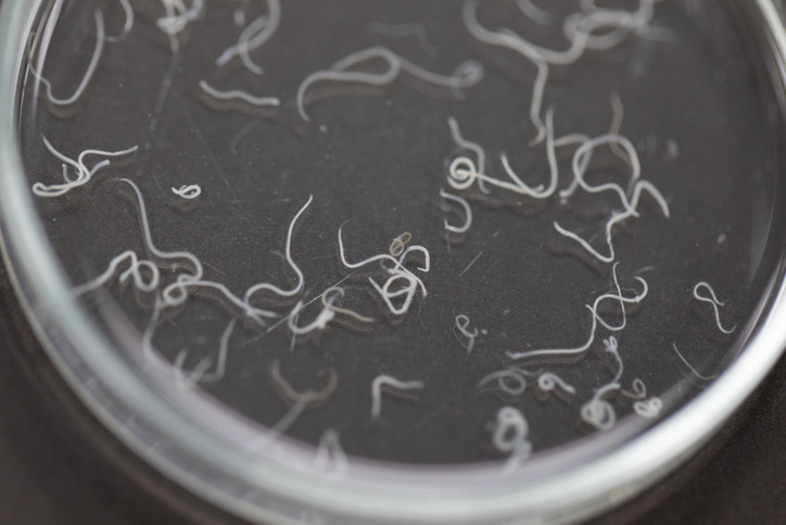  Beyninden canlı solucan çıktı