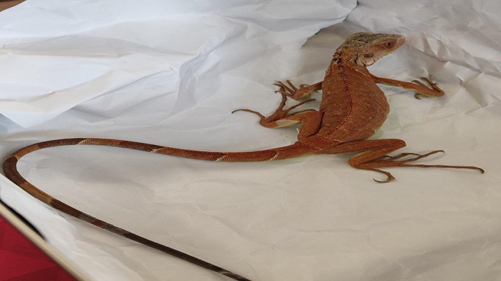 Nevşehir'de evinde izinsiz iguana besleyen kişiye 15 bin TL ceza