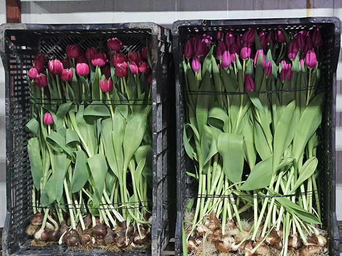  Su kullanılarak yapılıyor 1 ay sonra hazır oluyor | Türkiyede bu işin başka bir örneği yok