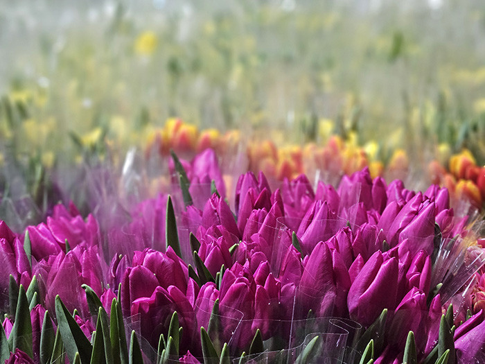  Su kullanılarak yapılıyor 1 ay sonra hazır oluyor | Türkiyede bu işin başka bir örneği yok