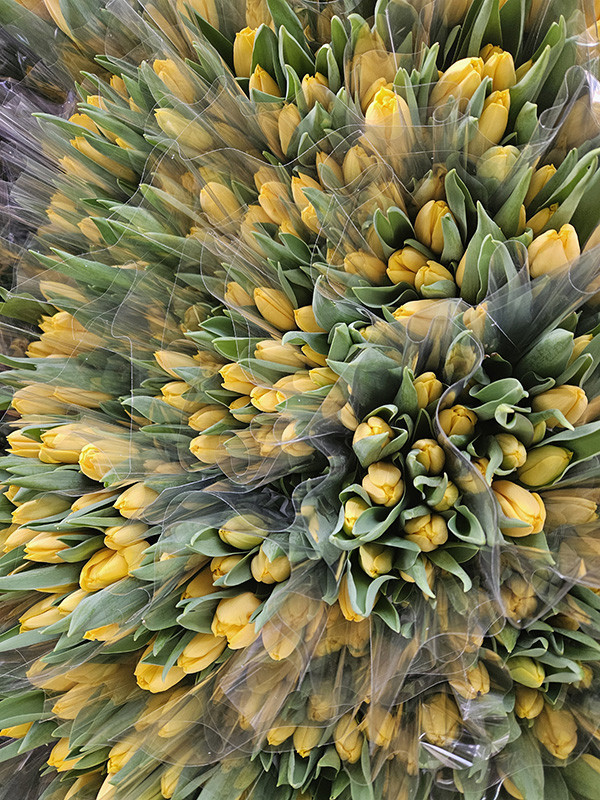  Su kullanılarak yapılıyor 1 ay sonra hazır oluyor | Türkiyede bu işin başka bir örneği yok