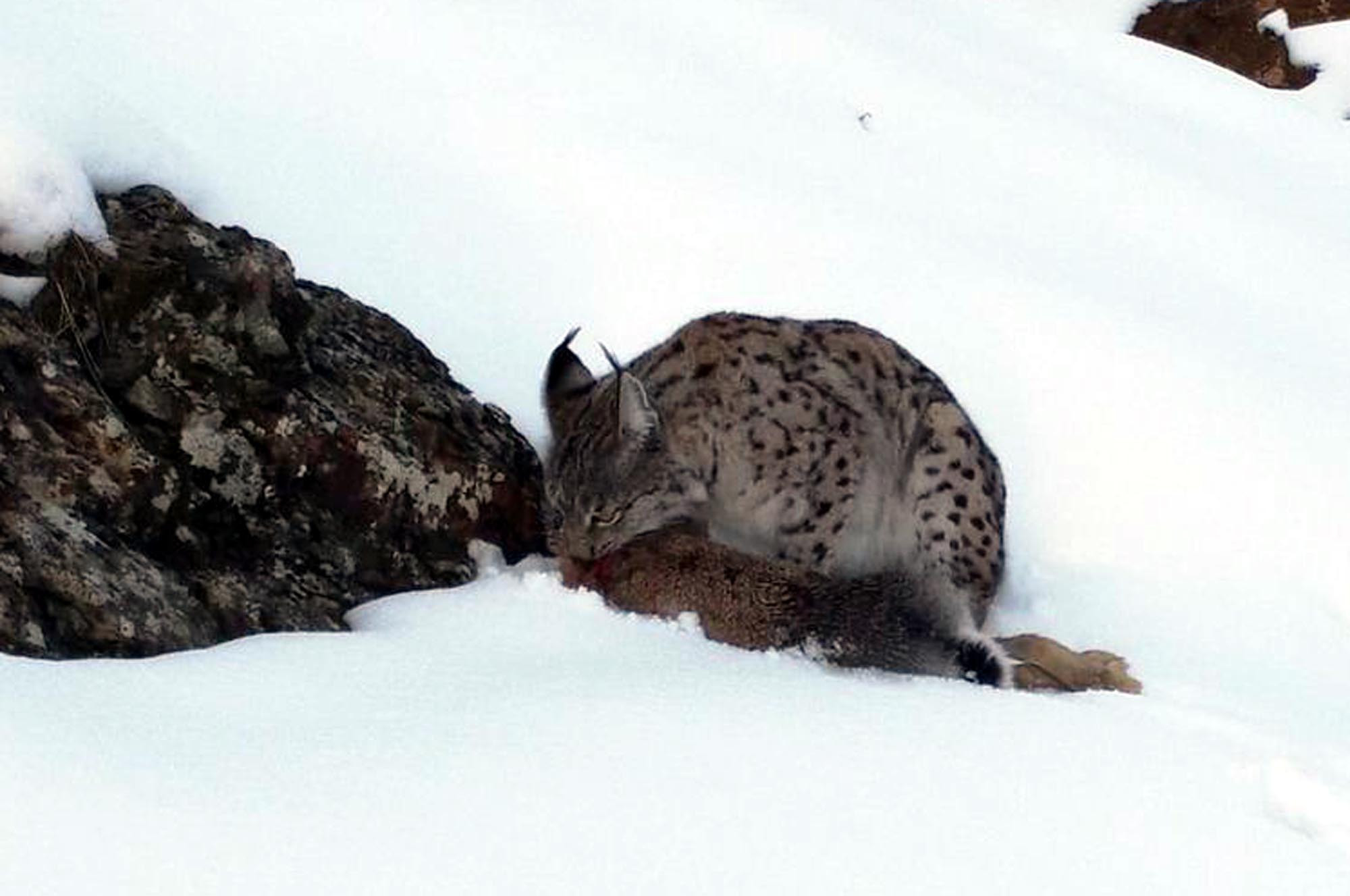 Köyde fotoğraf çekerken fark etti: Erzincanda belgesel sahnesi gibi görüntü: