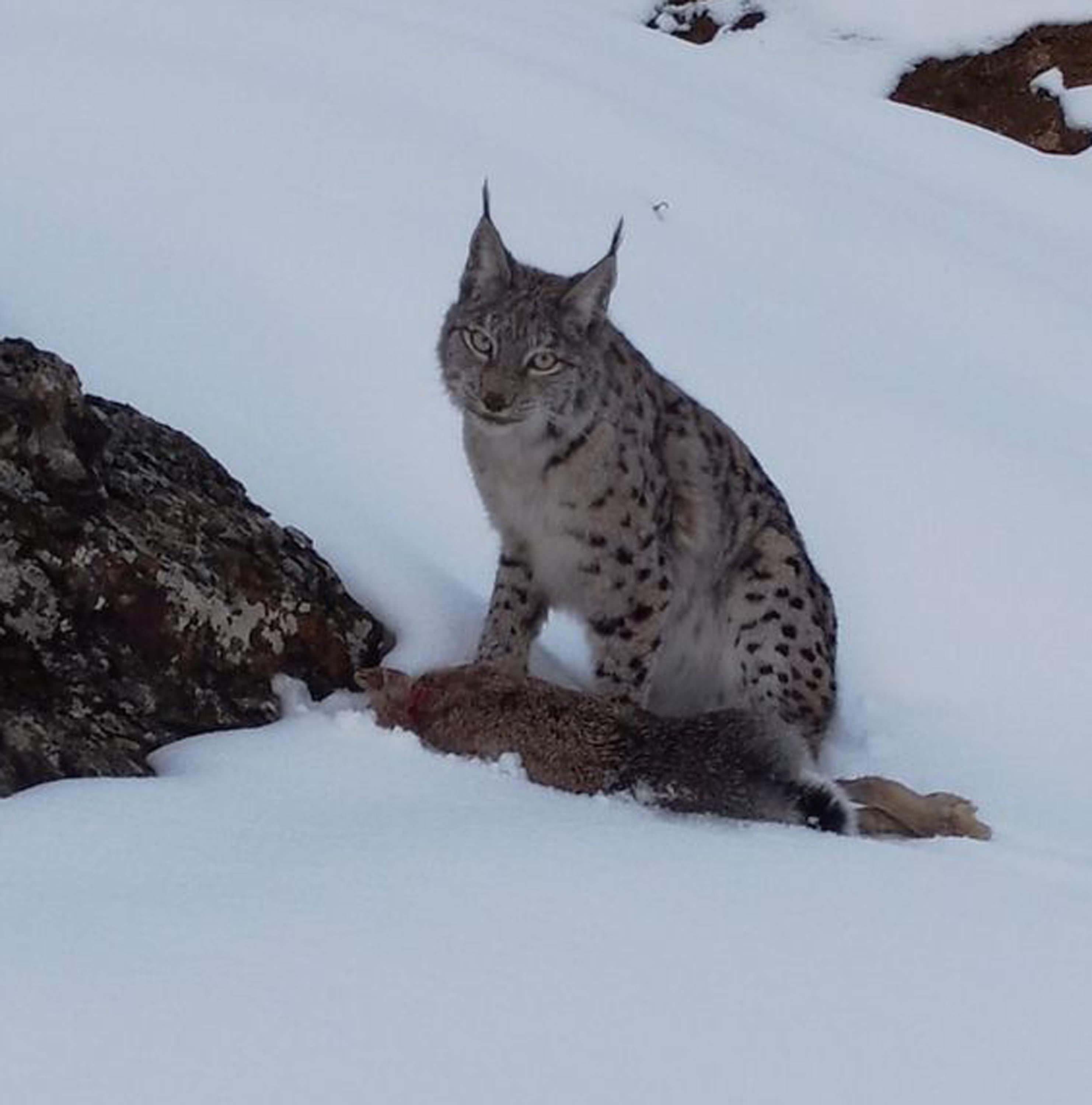 Köyde fotoğraf çekerken fark etti: Erzincanda belgesel sahnesi gibi görüntü: