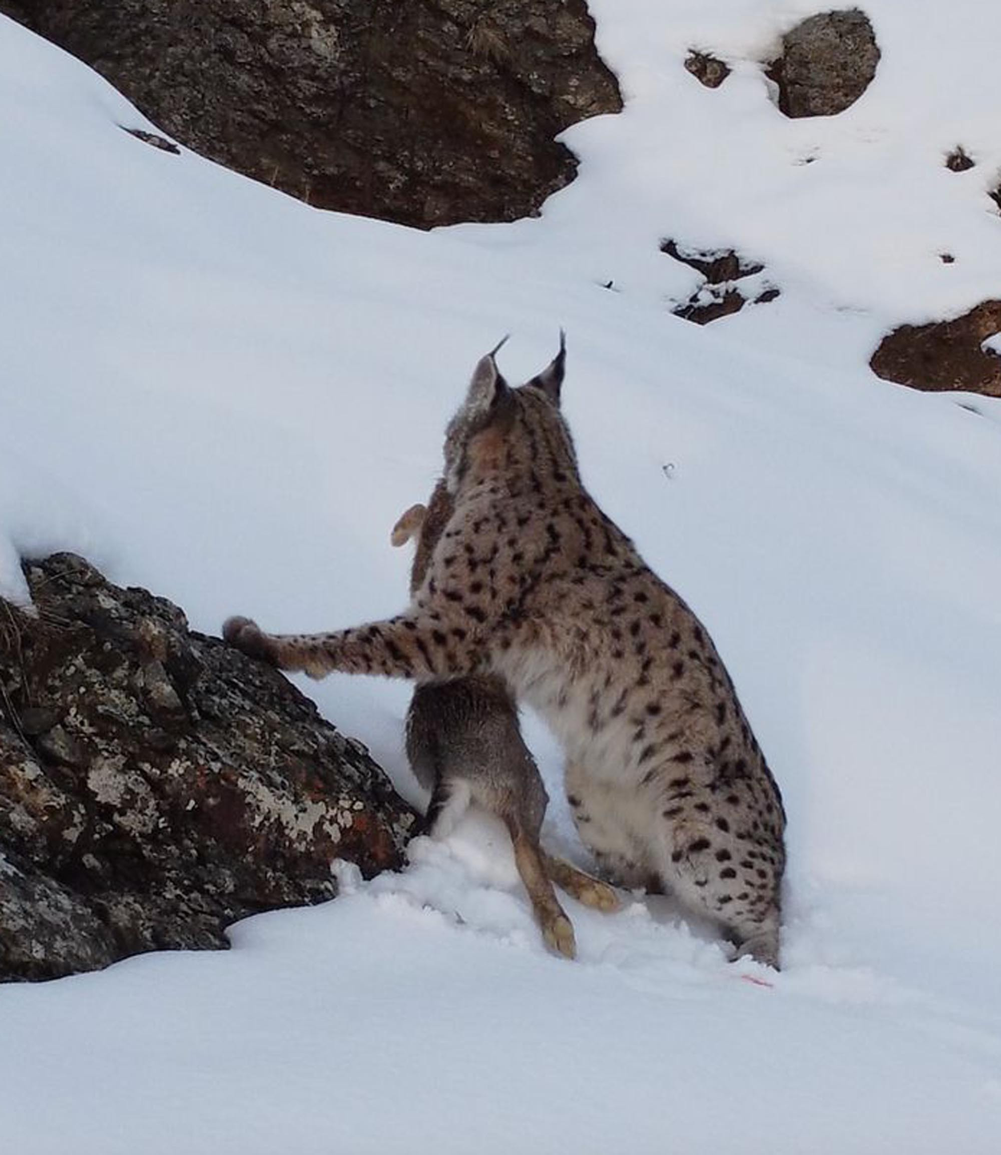 Köyde fotoğraf çekerken fark etti: Erzincanda belgesel sahnesi gibi görüntü: