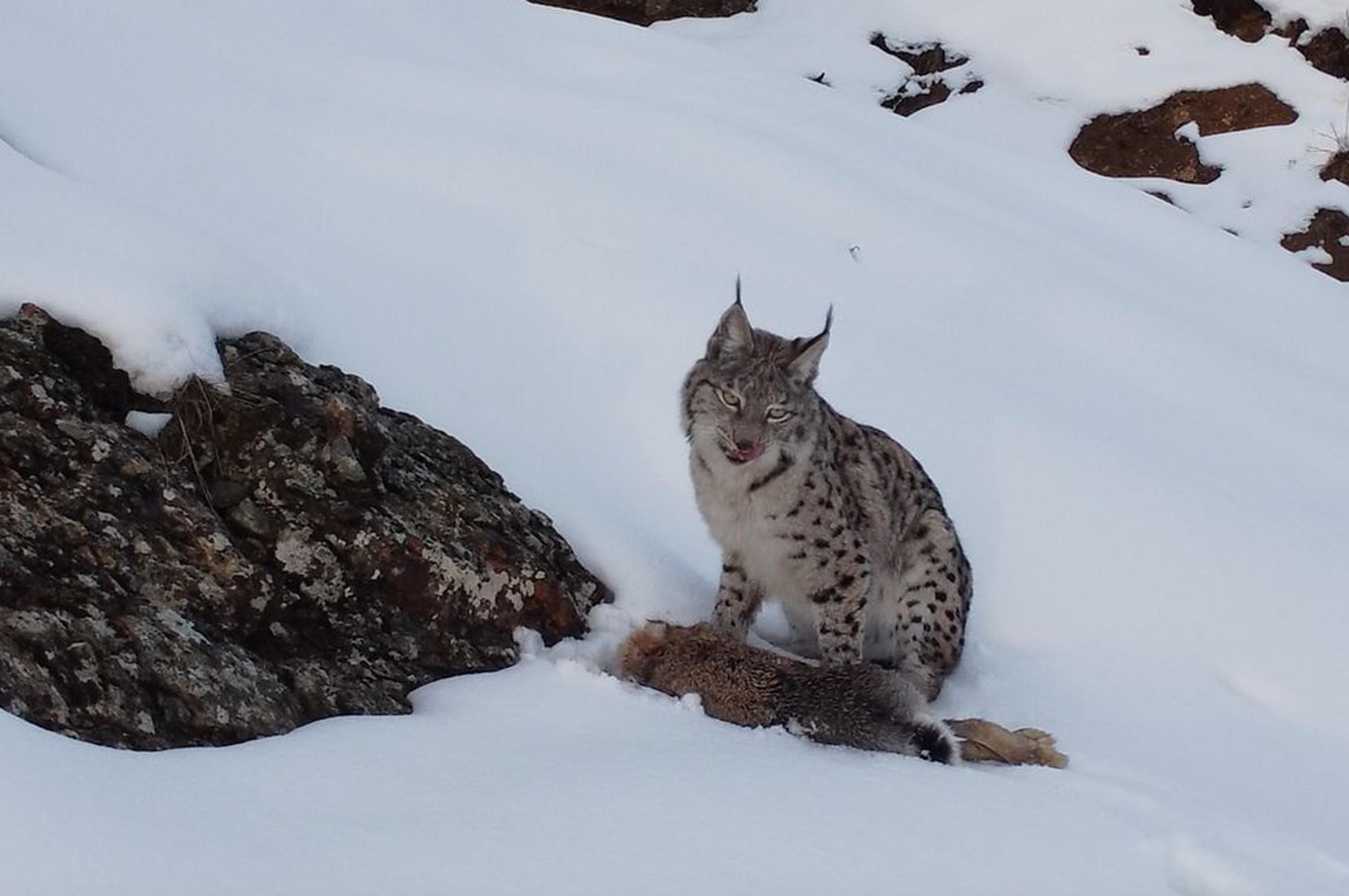 Köyde fotoğraf çekerken fark etti: Erzincanda belgesel sahnesi gibi görüntü: