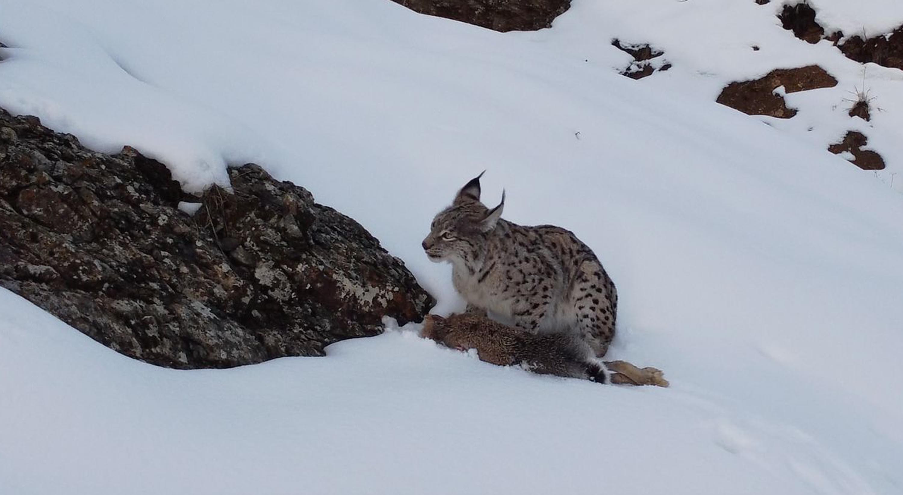 Köyde fotoğraf çekerken fark etti: Erzincanda belgesel sahnesi gibi görüntü: