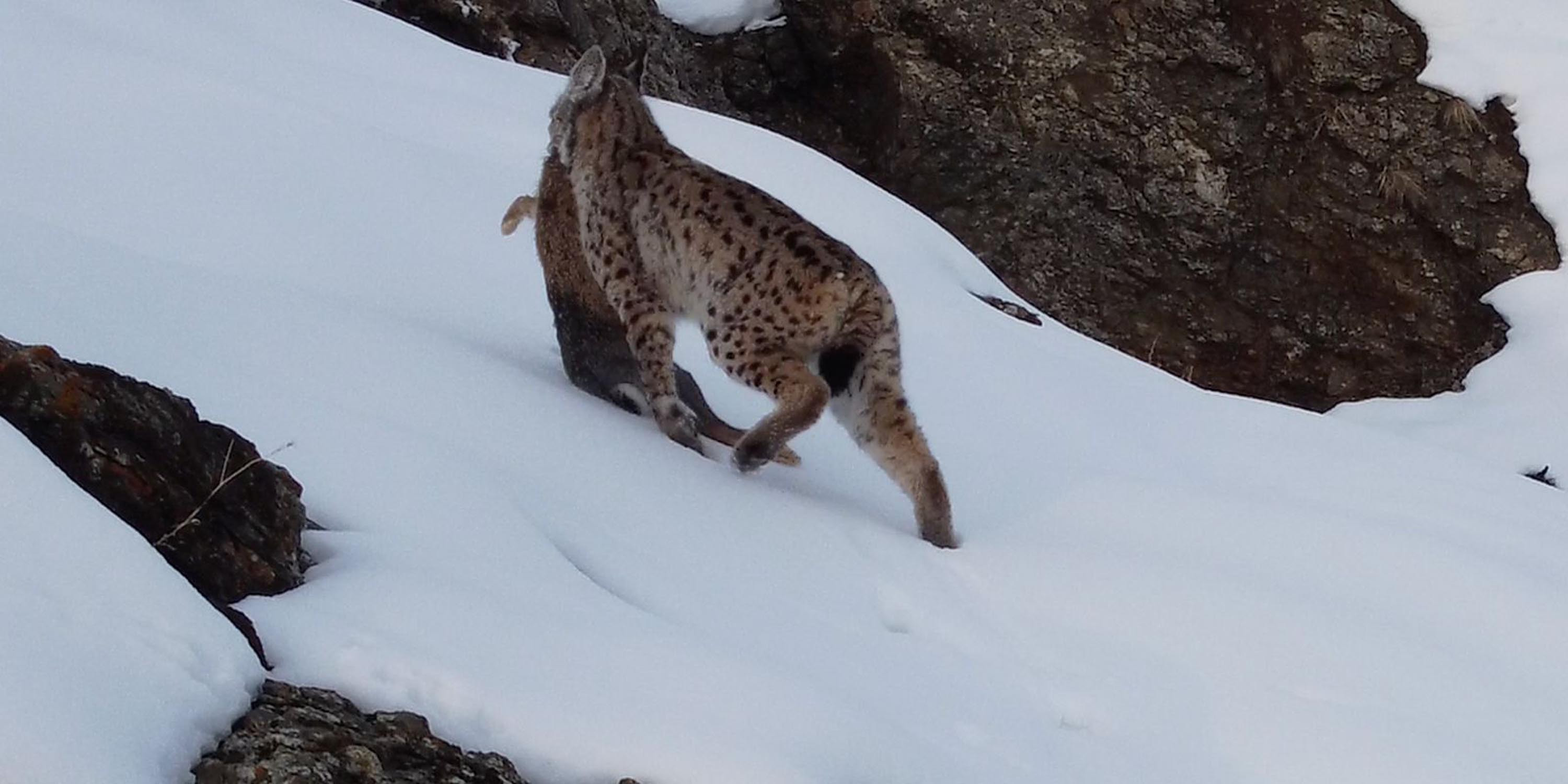 Köyde fotoğraf çekerken fark etti: Erzincanda belgesel sahnesi gibi görüntü: