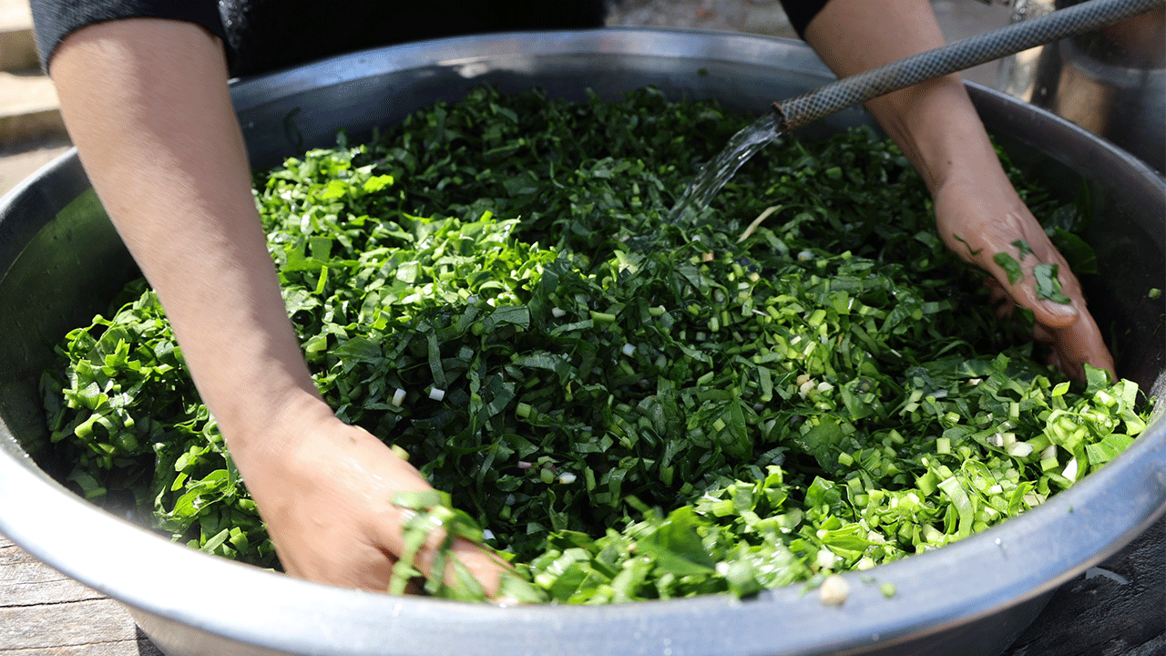 Doğadaki zehirli ot kara kazanda şifaya dönüşüyor