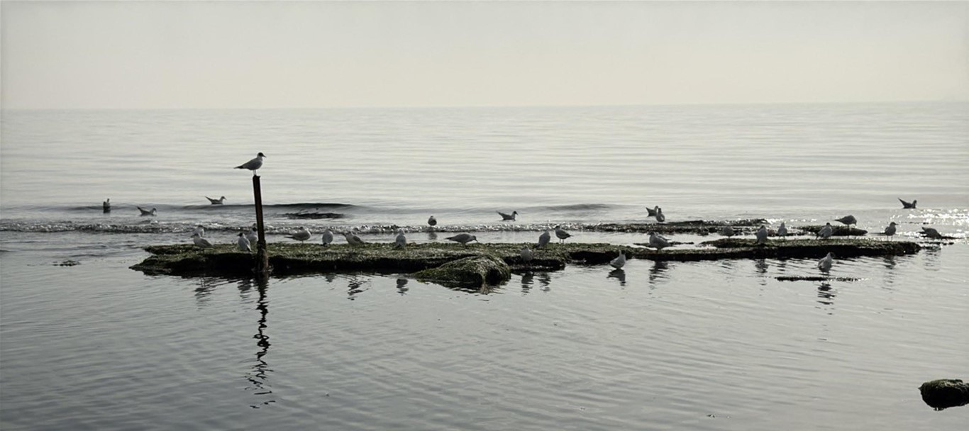  Tekirdağda denizin çekilmesi sonrası ortaya çıktı