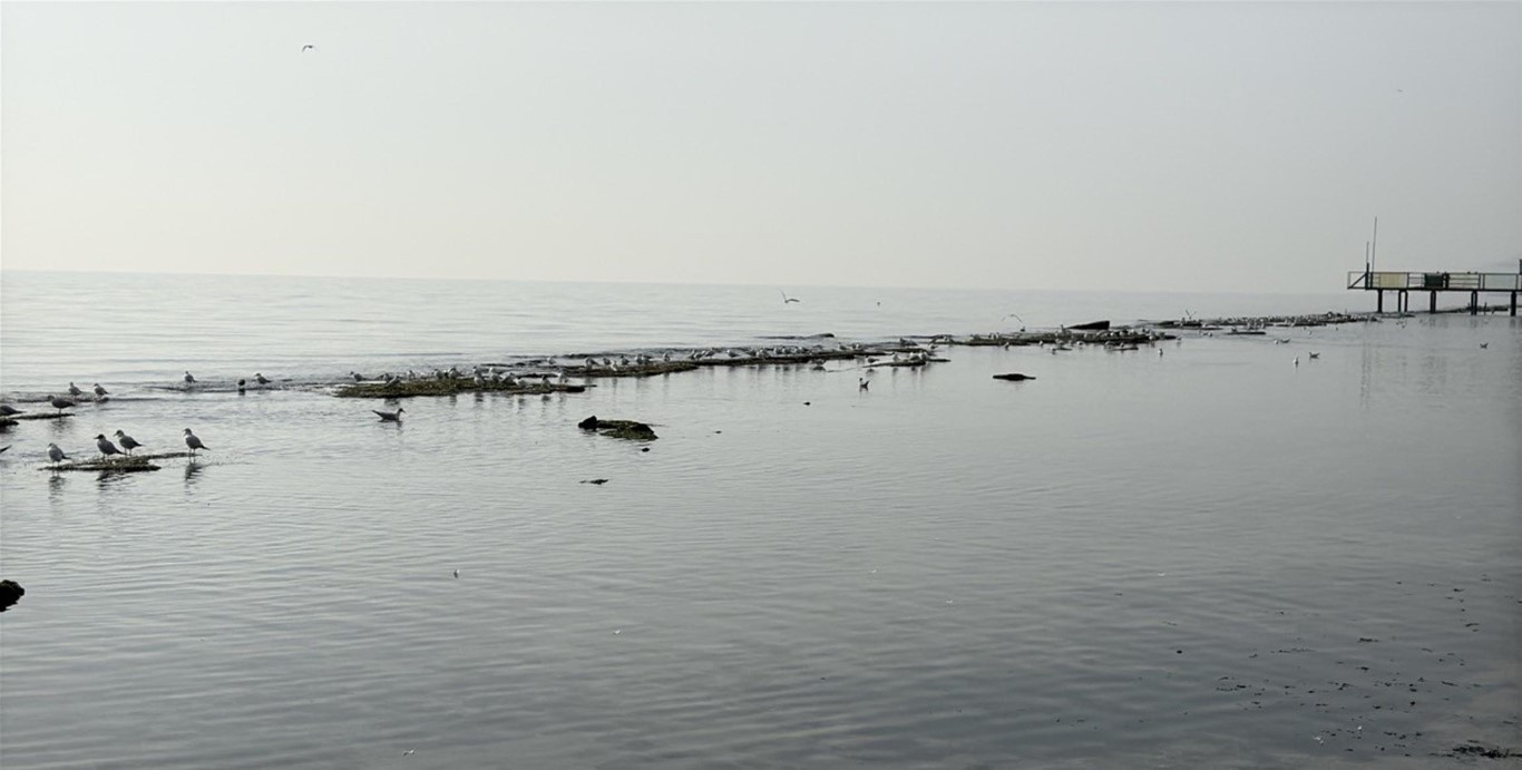  Tekirdağda denizin çekilmesi sonrası ortaya çıktı