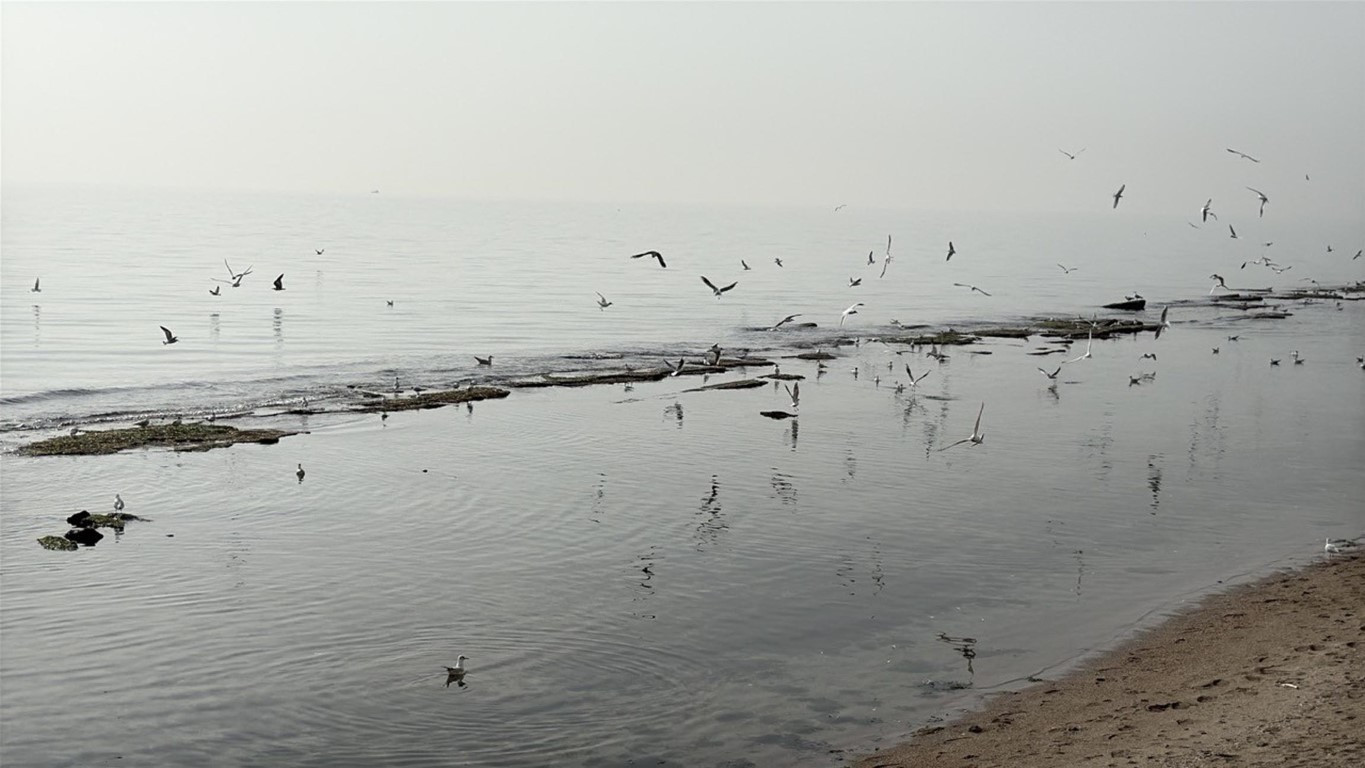  Tekirdağda denizin çekilmesi sonrası ortaya çıktı