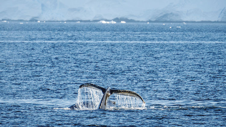 Antarktika’da 10. sefer de tamam