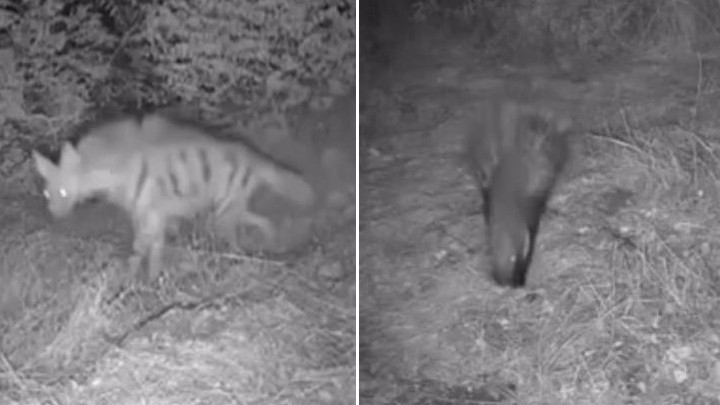 Bir çiftliğe takılan fotokapana yakalandılar: Anadolu sırtlanı, çakal, oklu kirpi ve domuz...