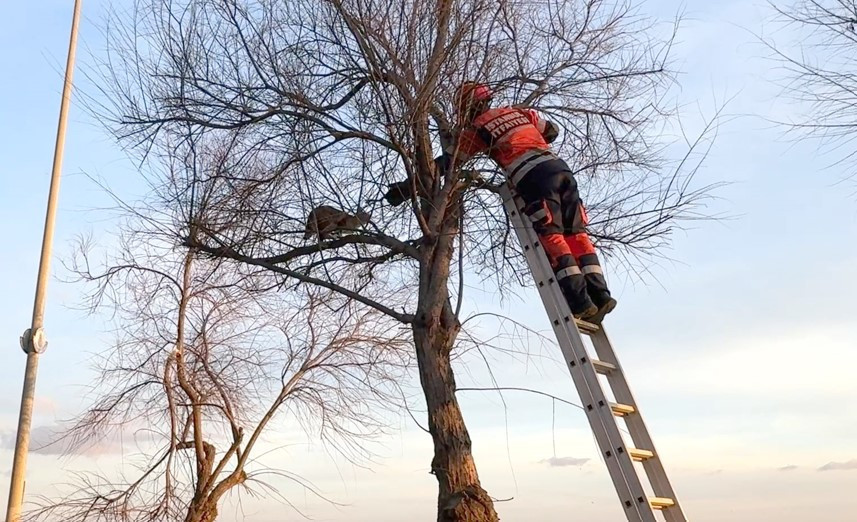 Avcılar Sahili'nde kedi mahsur kaldığı ağaca ikinci kez tırmandı; itfaiye erine saldırdı