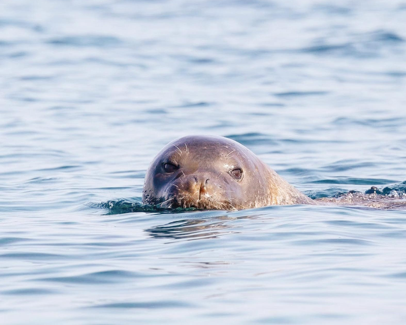 Orası rant kapısı değil fok yuvası