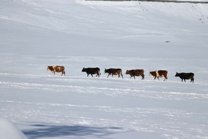  Baharda kışı yaşıyorlar Kar evlerin boyunu aşmış, çatılar içinde kaybolmuş