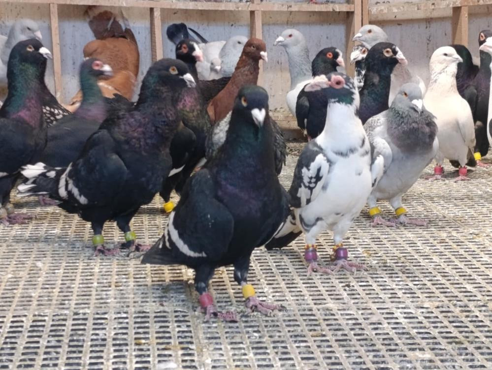  Şimdi tanesini otomobil fiyatına satıyor Özellikle Almanya ve Fransaya gönderdim