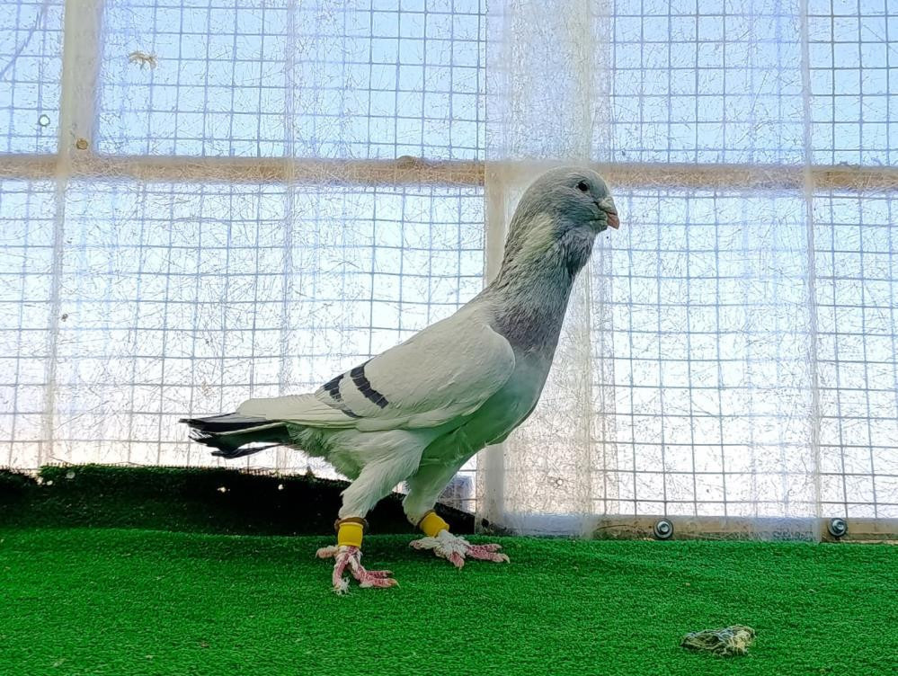  Şimdi tanesini otomobil fiyatına satıyor Özellikle Almanya ve Fransaya gönderdim